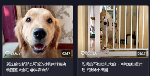 抖音狗崽爆料视频大全最新,揭秘网红幕后故事 第2张 抖音狗崽爆料视频大全最新,揭秘网红幕后故事 第2张