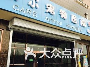 保定宠物店爆料视频大全,揭露行业黑幕与温馨瞬间